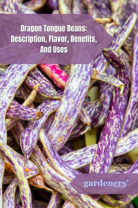 Dragon Tongue Beans: Description, Flavor, Benefits, And Uses Dragon Beans Recipe, Dragon Tongue Beans Recipe, Dragon Tongue Beans, Dragon Tongue, Beans Benefits, Goth Garden, Bean Plant, Workouts For Women, Tongue Health