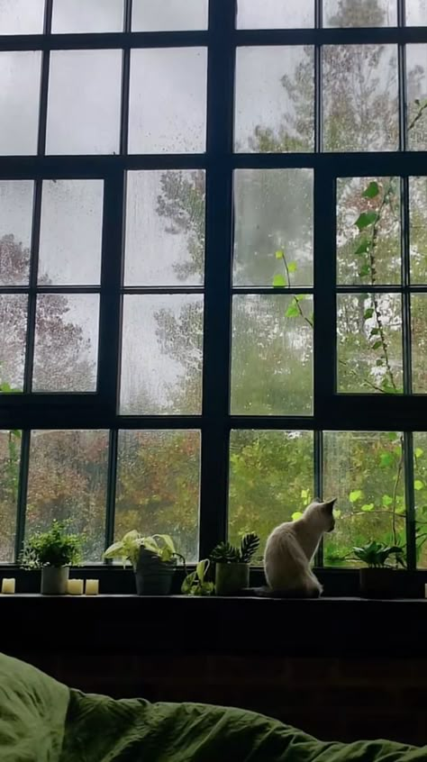 Green Aesthetic Wallpaper, Rainy Day Aesthetic, Dark Green Aesthetic, Adventure Aesthetic, Aesthetic Fall, Window View, Rain Photography, Photography Wallpaper, Nature Aesthetic