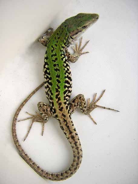 Colorful Lizards, Chameleon Lizard, Amazing Frog, Cute Reptiles, Reptile Snakes, Chameleons, Crocodiles, Reptiles And Amphibians, Lizards