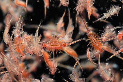 Pet Shrimp, Fish Freshwater, Good Fish, Turtle Aquarium, Plant Eater, Fish Keeping, Sea Monkeys, Fish Tropical, Brine Shrimp