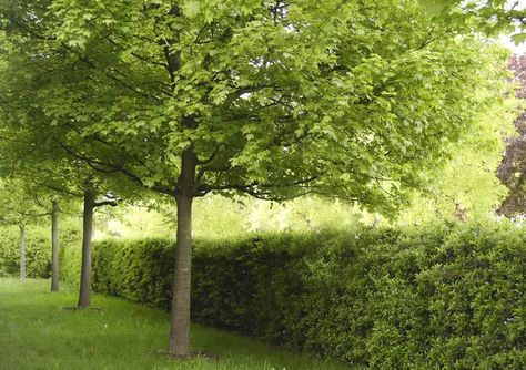 Maple Tree Landscape, Driveway Landscaping, Street Trees, Tree Species, Red Maple, Sugar Maple, Maple Tree, Great Falls, Garden Photography