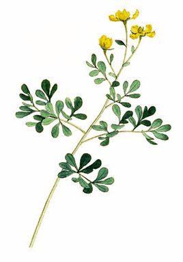 Rue Plant Tattoo, Rue Tattoo, Rue Flower, Rue Plant, Herb Tattoo, Indoor Flowering Plants, Plant Tattoo, Tattoo Project, Arte Inspo