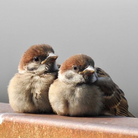 Baby Sparrow, Bird Watercolor Paintings, 수채화 그림, Bird Artwork, Sparrows, Bird Cages, Animal Sketches, Bird Drawings, Colorful Birds