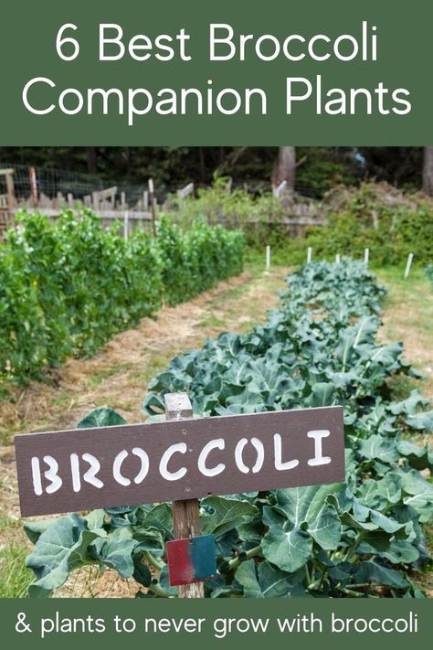 Broccoli Garden How To Grow, Brocolli Companion Plants, Companion Planting Broccoli, What To Plant With Broccoli, Planting Broccoli Plants, Broccoli Companion Plants, Companion Planting Chart Raised Beds, When To Plant Broccoli, How To Plant Broccoli