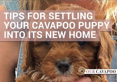 Cavapoo Dogs, Puppy Training Schedule, Cavapoo Puppy, Dog Behavior Training, Puppies Tips, Puppy Proofing, Cockapoo Dog, Cavapoo Puppies, Best Puppies