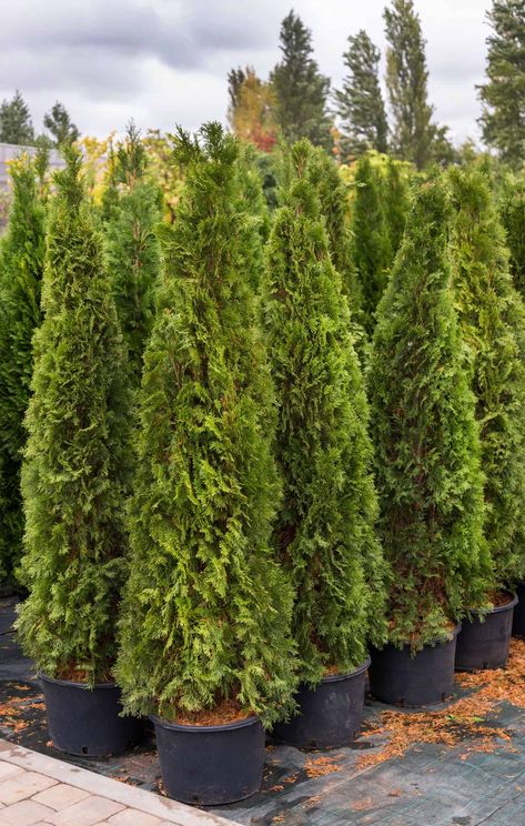 Arborvitae trees in pots at the nursery Shrubs For Shaded Areas, Evergreen Shrubs For Privacy, Arborvitae Landscaping, Shrubs For Shade, Dream Backyard Patio, Small Evergreen Shrubs, Green Giant Arborvitae, Shrubs For Landscaping, Landscaping Shrubs