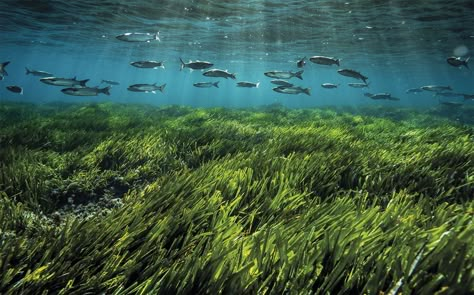 La posidonia, una planta al rescate del Mediterráneo Illustration Art Kids, Emotional Support Animal, Fish Ponds, Aquatic Animals, Beach Bars, Marine Animals, Crystal Clear Water, Sea And Ocean, Ocean Life