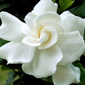 August Beauty Gardenia, Cape Jasmine, Gardenia Essential Oil, Gardenia Jasminoides, Gardenia Plant, Deer Garden, Dark Green Leaves, Organic Mulch, Jasmine Rose