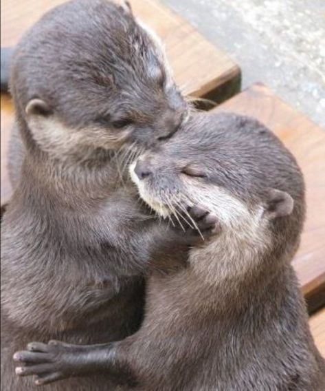 Otters Hugging, Otters Cute, Otter Love, Animals And Nature, Baby Otters, Sea Otter, Silly Animals, Cute Wild Animals, Cute Animal Photos