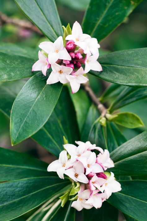 Daphne (Daphne odora) has small purplish-white flowers and an overwhelmingly wonderful smell, especially in the seemingly locked-up atmosphere of winter. Hang on in there, the scent suggests, the good times are on their way. The current favourite daphne seems to be ‘Eternal Fragrance’, a variety of D. x transatlantica that starts to flower when D. odora stops. Winter Daphne, Daphne Flower, Daphne Odora, Daphne Plant, Gardening Guide, Plants Uk, London Garden, Fragrant Plant, Border Plants