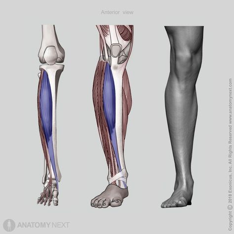 Tibialis anterior | Encyclopedia | Anatomy.app | Learn anatomy | 3D models, articles, and quizzes Extensor Digitorum Longus, Extensor Digitorum, Tibialis Anterior, Anatomy App, Learn Anatomy, Anatomy