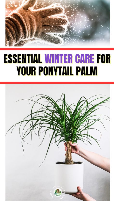 "Discover essential winter care tips for your Ponytail Palm! This guide covers everything you need to know about Ponytail Palm care, including how to maintain your Ponytail Plant indoors during the colder months. Learn when to bring your Palm Tree indoors, effective overwintering strategies, and specific care for your Ponytail Palm Tree to keep it thriving. Whether you have a Ponytail Plant in a pot or as a houseplant, our tips will ensure your Palm Plant stays healthy all winter long!" Ponytail Plant, Ponytail Palm Care, Ponytail Palm Tree, Ponytail Palm, Plant In A Pot, Winter Care, Houseplant Care, Overwintering, Palm Plant