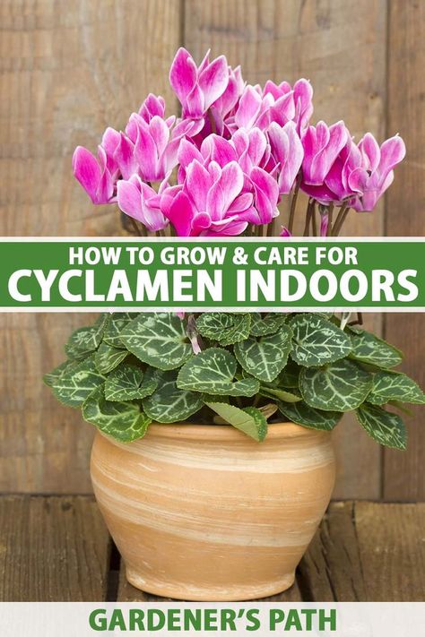 A close up vertical image of a potted cyclamen plant with pink flowers set on a wooden surface. To the center and bottom of the frame is green and white printed text. Cyclamen Persicum, Cyclamen Flower, Cyclamen Care, Backyard Flowers Garden, Household Plants, Indoor Flowers, Beautiful Flowers Garden, Food Garden, Growing Indoors