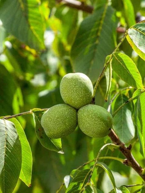 Walnut Plant, Pistachio Tree, Hazelnut Tree, Design Garden Ideas, Tattoo Plant, Walnut Tree, Plant Tattoo, Nut Recipes, Design Garden