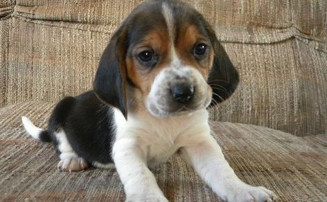 The Beagle Basset Hound Mix: Five Things You Didn't Know Basset Hound Mix, Short Haired Dogs, Hound Breeds, Basset Hound Beagle, Hound Puppies, Bassett Hound, Beagle Mix, Beagle Puppy, Dog Rules