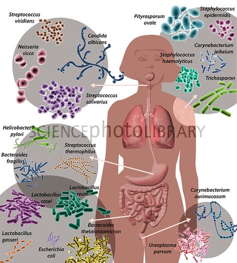 Gut Microbiome Illustration, Microbiome Illustration, Energetic Anatomy, Human Microbiome, Micro Biome, Bio Project, Types Of Bacteria, Computer Illustration, Medical Facts