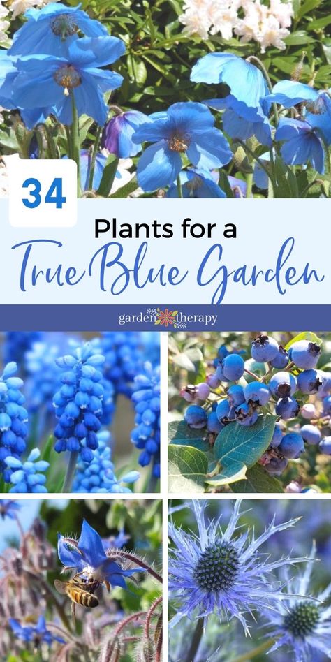 Blue Plants Landscaping, Blue And White Garden Ideas, Blue And White Landscaping, Blue White Garden, Blue Gardens, Blue Garden Flowers, Blue Plants Indoor, Blue Flower Garden, Blue Summer Flowers