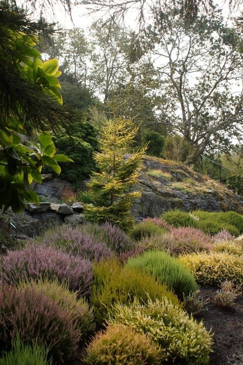 Nordic Garden Design, Pnw Native Garden, Pnw Garden Landscapes, Backyard Landscaping Pnw, Heather Landscape, Pnw Landscaping, Heathers Garden, Pnw Shade Garden, Native Plant Landscape Washington