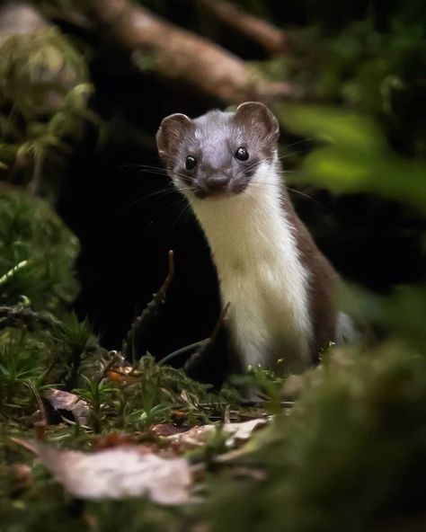 Photographer Exhibits Finland's Forests That Appear To Have Come Straight Out Of A Fairy Story (New Pics) Animal Photography Wildlife, Wildlife Photographer, Animal References, Forest Animal, Animal Species, Northern Europe, Forest Fairy, Sketchbook Ideas, Ideas Aesthetic