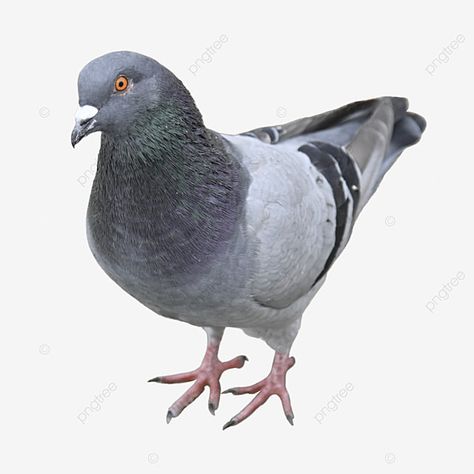 Pigeon Reference, Messenger Pigeon, Pigeon Png, Pigeon Flying, Pigeon Illustration, Wing Png, Pigeon Logo, Flying Pigeon, Dove Flying