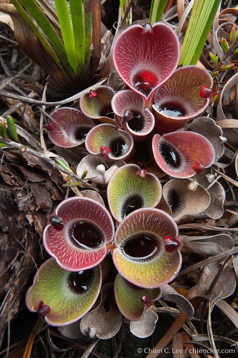 Hearts In Nature, Carnivorous Plants Terrarium, Carnivorous Pitcher Plant, Bog Plants, Weird Plants, Pitcher Plant, Carnivorous Plants, Pretty Plants, Colorful Garden