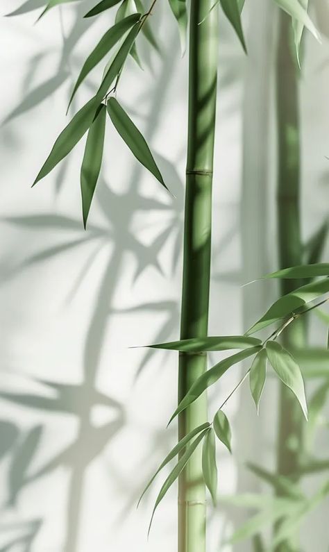 This image is of a bamboo plant. The bamboo is green and has long, slender leaves ->> more details in ai-img-gen.com Bamboo Aesthetic, Bamboo Image, Bamboo Background, White Rocks, Plant In Pot, Bamboo Plant, Bamboo Leaves, Bamboo Plants, Iphone Background Wallpaper