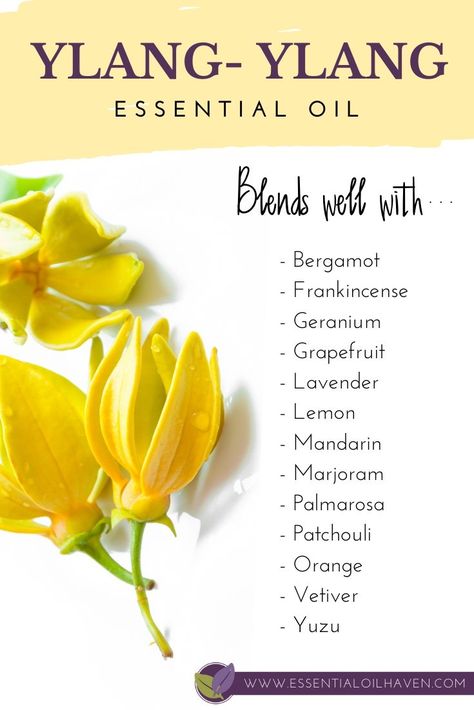 Ylang Ylang Essential Oil Blends Perfume Recipes, Yang Ylang Essential Oil Uses, Ylang Ylang Essential Oil Benefits, Essential Oil Perfumes Recipes, Floral Essential Oils, Doterra Essential Oils Recipes, Essential Oil Diffuser Blends Recipes, Perfume Recipes, Essential Oils Guide