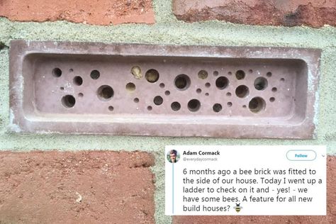 Homeowner adds £27 ‘bee brick’ to wall to give insects a place to live  #beebrick #bees #solitarybees #hive Solitary Bees, Place To Live, New House, Brick Wall, New Builds, Get One, Bugs, House Exterior, Building A House