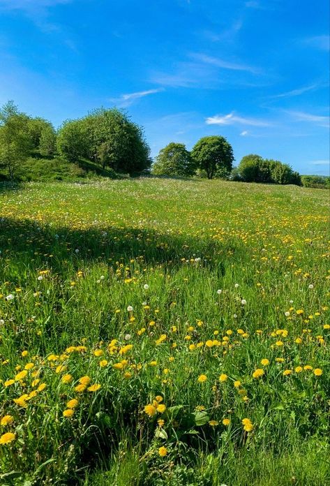 Live In Peace, Pretty Landscapes, Spring Aesthetic, In Peace, I Choose, Nature Aesthetic, Flower Field, Pretty Places, Fantasy Landscape