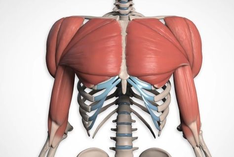 Torso Anatomy, Arm Anatomy, 남성 근육, How To Draw Faces, Human Anatomy For Artists, How To Draw People, Face Proportions, Basic Anatomy And Physiology, Anatomy Sculpture