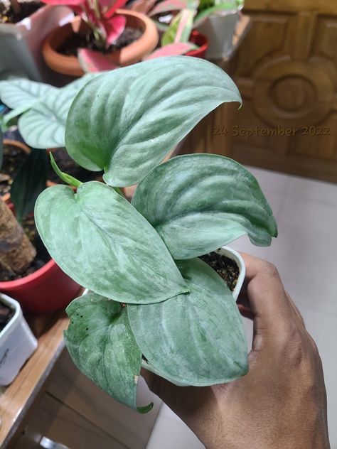 Scindapsus Platinum, Pothos Varieties, Silver Plant, Plant Wishlist, Inside Plants, Silver Cloud, Plant Decor Indoor, Indoor Jungle, Dream Garden