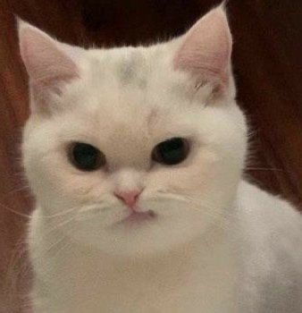 Cat Angry Face, Angry Face, Be Nice, White Cat, Twitter, Blue, White