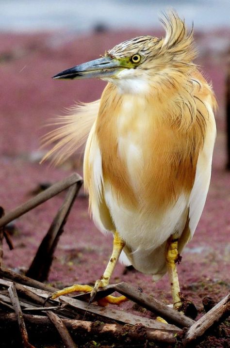 Squacco Heron Squacco Heron, Lovely Animals, Southern Europe, Nature Birds, Sweet Animals, Amphibians, Flocking, Beautiful Birds, Middle East