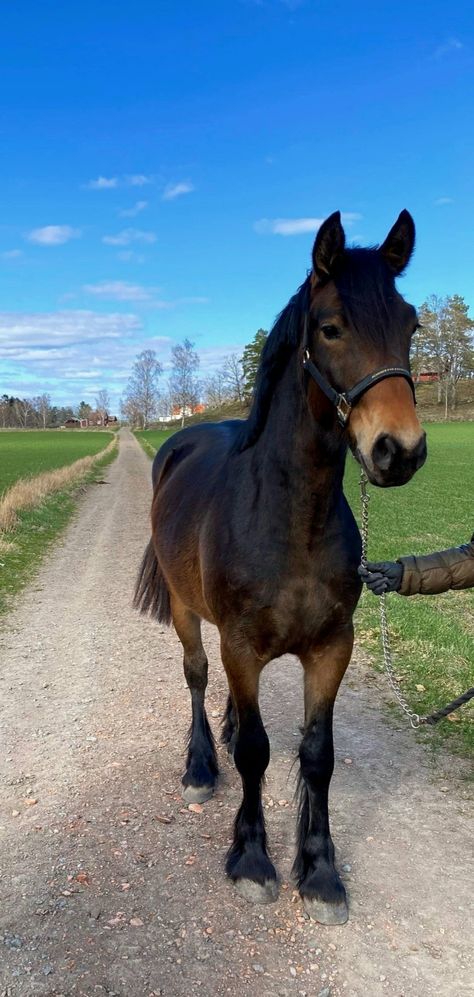 Bay Welsh Pony, Bay Draft Horse, Welsh Cob Horses, Dark Bay Quarter Horse, Pretty Horse Breeds, Welsh Cob Section D, Free Spirit Equestrian, Seal Brown Horse, Cobs Horse