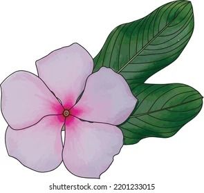 Abstract line of Cape Periwinkle, Bringht Eye, Indian Periwinkle, Madagascar Periwinkle flower with leaf. (Scientific name Catharanthus roseus) Madagascar Periwinkle Flower, Periwinkle Drawing, Madagascar Periwinkle, Catharanthus Roseus, Periwinkle Flower, Periwinkle Flowers, Flower Line Drawings, Flower Drawings, Flower Outline