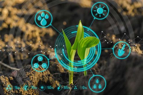 Microsoft reaffirms its commitment to the Alliance for a Green Revolution in Africa to support digital transformation in agriculture - Middle East & Africa News Center Agricultural Sector, Farm Field, Fast Growing Trees, Outdoor Furniture Design, New Africa, Sustainable Future, Maize, Photosynthesis, East Africa