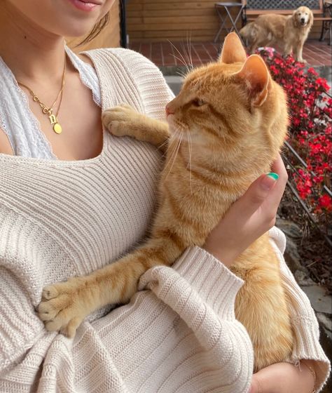 Cats And Owners Aesthetic, Cat Mum Aesthetic, Orange Tabby Aesthetic, Orange Tabby Cats Aesthetic, Ariacore Aesthetic, Cat Orange Aesthetic, Tabby Cats Aesthetic, Cat Owner Aesthetic, Girl With Cat Aesthetic