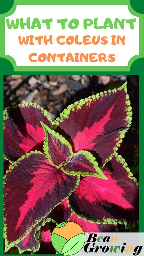 Potted Coleus Ideas, Coleus Fall Planter, Coleus In Pots Front Porches, Petunias In Pots Ideas, Coleus Hanging Basket, Hosta Container Ideas, Planters With Coleus, Begonia Container Ideas, Salvia Plant In Pots