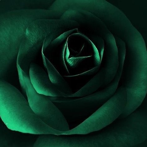 Slytherin Aesthetic #green #grunge #snake #malfoy #hogwarts #roses #harrypotter #slytherin #emerald #tumblr #instafollow #F4F #color #random Kanaya Maryam, Dark Green Aesthetic, Slytherin Aesthetic, Glitter Roses, Hogwarts Houses, Green Rose, Green Glitter, Green Wallpaper, Green Aesthetic