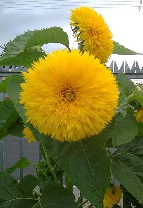 Teddy Bear Sunflower Seeds | 20 Seeds | Exotic Garden Flower | Sunflower Seeds for Planting | Great for Hummingbirds and Butterflies Teddy Bear Sunflower, Yard Cleaning, Plant Insects, Flower Sunflower, Insect Photography, Plant Photography, Creative Gardening, Yellow Aesthetic, Garden Flower