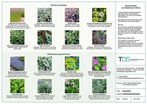 Planting Plan and Plant Schedule - TDS Plant Schedule, Planting Design Plan, Planting Schedule, Planting Plan, Design Studios, Plant Design, Design Planning, Types Of Plants, Tapestry Design