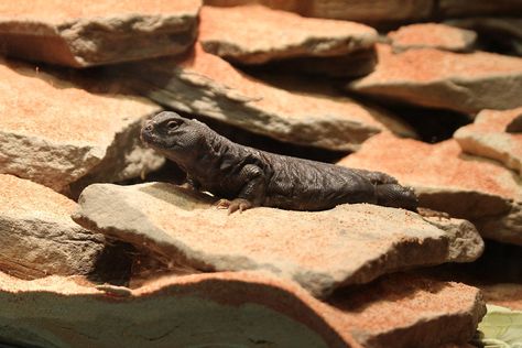 How to Set Up a Uromastyx Enclosure Uromastyx Lizard Enclosure, Uromastyx Enclosure, Uromastyx Lizard, Exotic Animals, How To Set Up, Lizards, Exotic Pets, Reptiles, Habitat