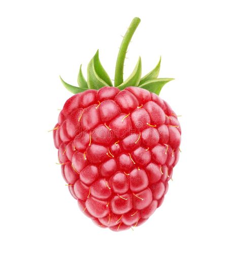 Raspberry Images, Greenhouse Interiors, Raspberry Fruit, Fruit Photography, Fruit Painting, Color Pencil Art, Fruit And Veg, Art Challenge, Food Illustrations