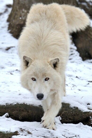 'Arctic Wollf Approach' by Photographer, Josef Gelernter Arctic Wolf, Wolf Photos, Wolf Love, Wolf Pictures, Wolf Spirit, Beautiful Wolves, Lone Wolf, Wild Dogs, White Wolf