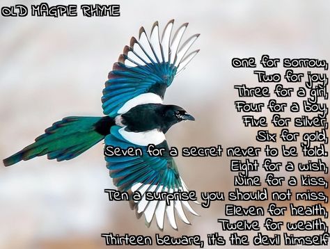 The old magpie rhyme, one for sorrow Magpie Rhyme, One For Sorrow, Magpie, Writing A Book, Old Things, Books