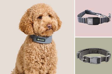 These 8 Smart Dog Collars Can Track Everything From Your Pup's Health Stats to His Location Dog Tracker, Invisible Fence, Comfy Beds, Celebrity Dogs, Diy Cat Toys, Catnip Toys, Smart Dog, Treat Ideas, Cat Crafts