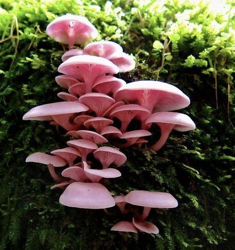 Puffball Mushroom, Pink Mushrooms, Mushroom Core, Yellow Mushroom, Orange Mushroom, Mushroom Pictures, Pink Mushroom, Mushroom Fairy, Mushroom Fungi