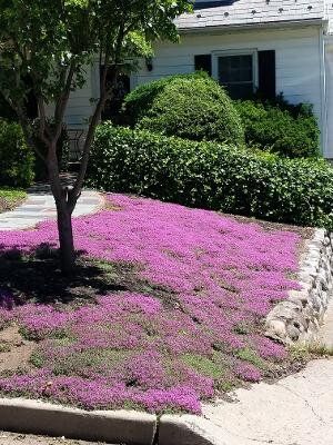 Backyard Gardening Design, Grassless Yard, Creeping Thyme Ground Cover, Red Creeping Thyme, Grass Alternative, Goals 2023, Creeping Thyme, Lawn Alternatives, Ground Covers