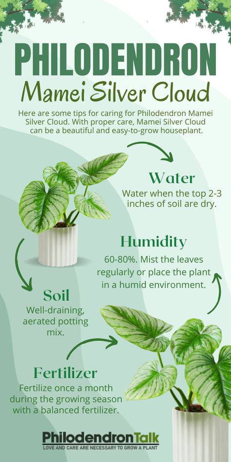 It has large, heart-shaped leaves with silvery-green variegation, and it can grow to about 2-3 feet tall. Here are some tips for caring for Philodendron Mamei 'Silver Cloud'. Philodendron Silver Cloud, Philodendron Mamei Silver, Silver Philodendron, Philodendron Mamei, Philodendron Care, Easy Care Houseplants, Orchid Bark, Fast Growing Plants, Silver Cloud