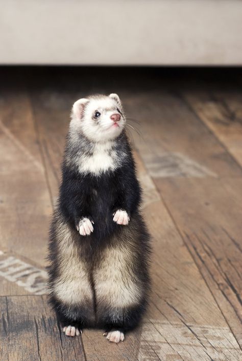 Ferret Familiar, Ferret Aesthetic, Ferret Photos, European Polecat, Ferret Drawing, Ferret Funny, Ferret Tattoo, White Ferret, Ferret Art